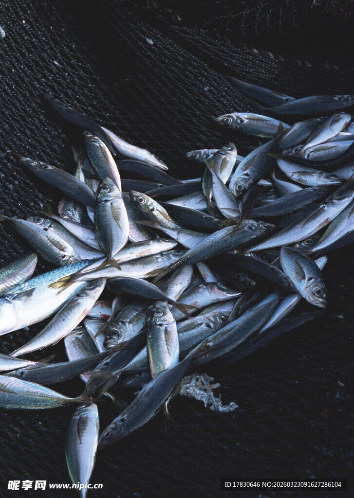 一堆鲜鱼聚集