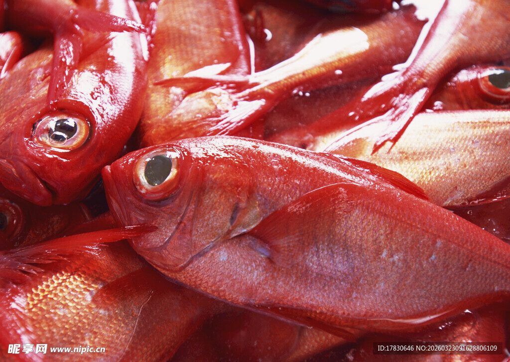 鲜红鱼群特写