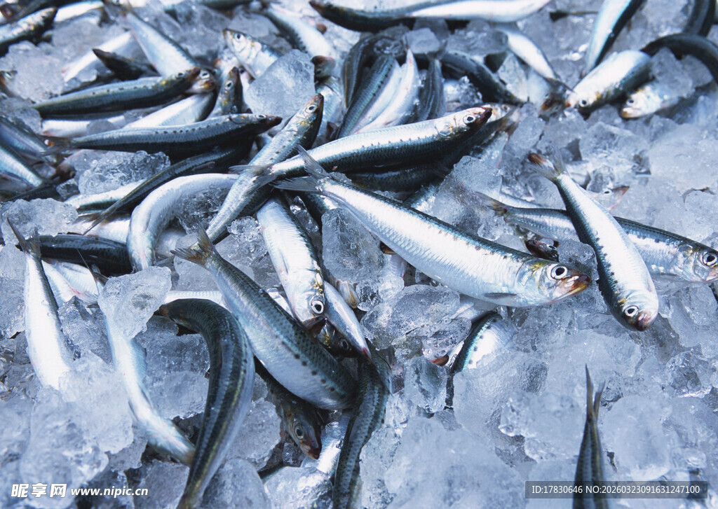 冰上堆积的大量鲜鱼