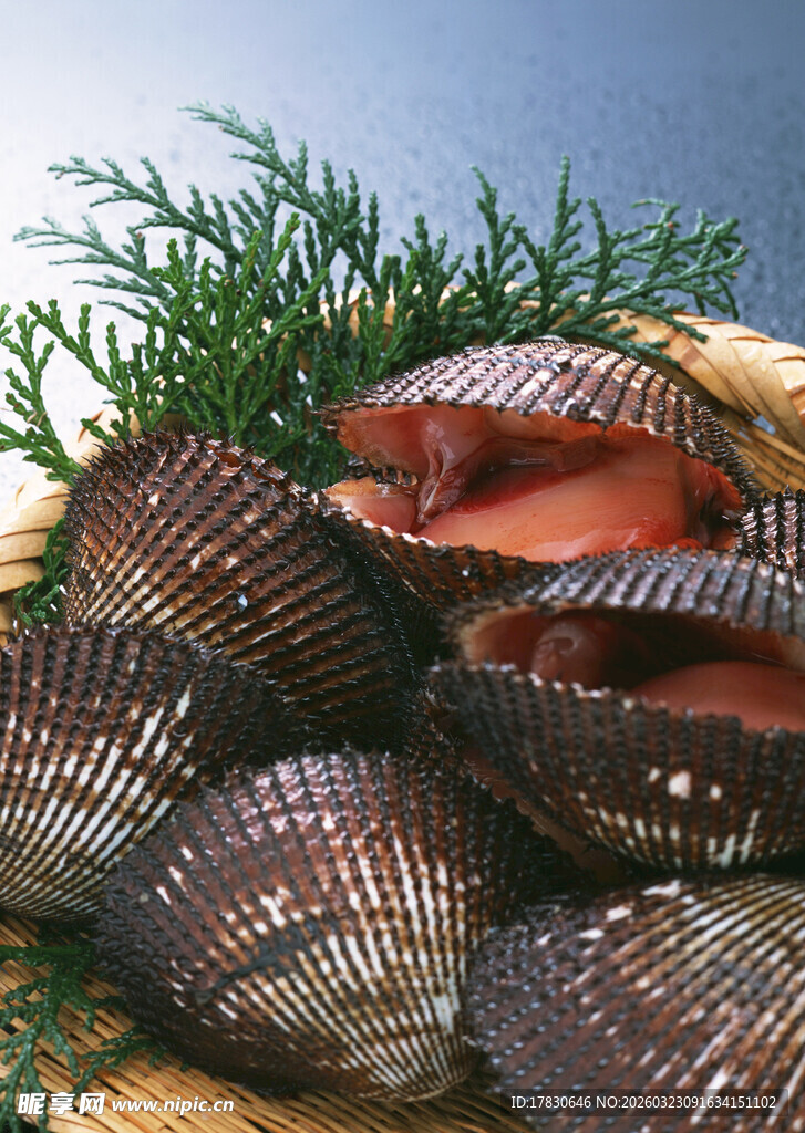 新鲜贝类海鲜特写