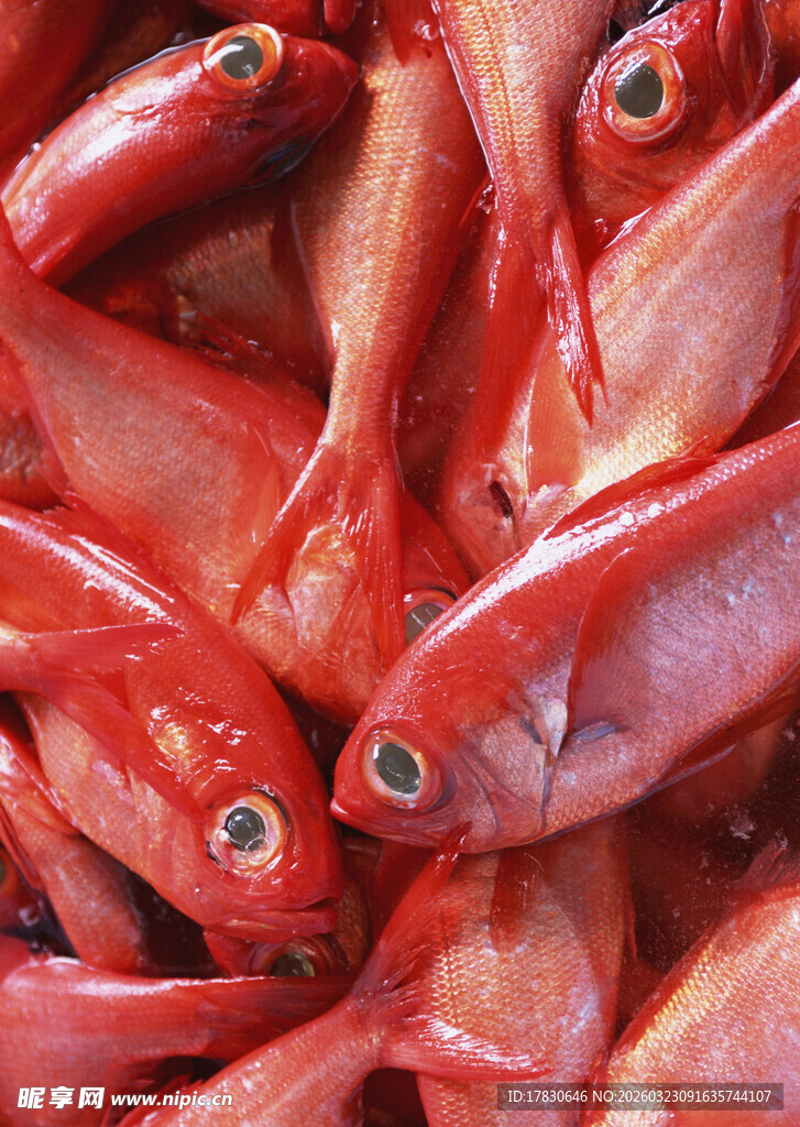 一堆鲜红的小鱼