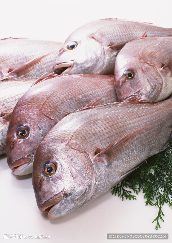 新鲜红鱼翠绿香草相伴