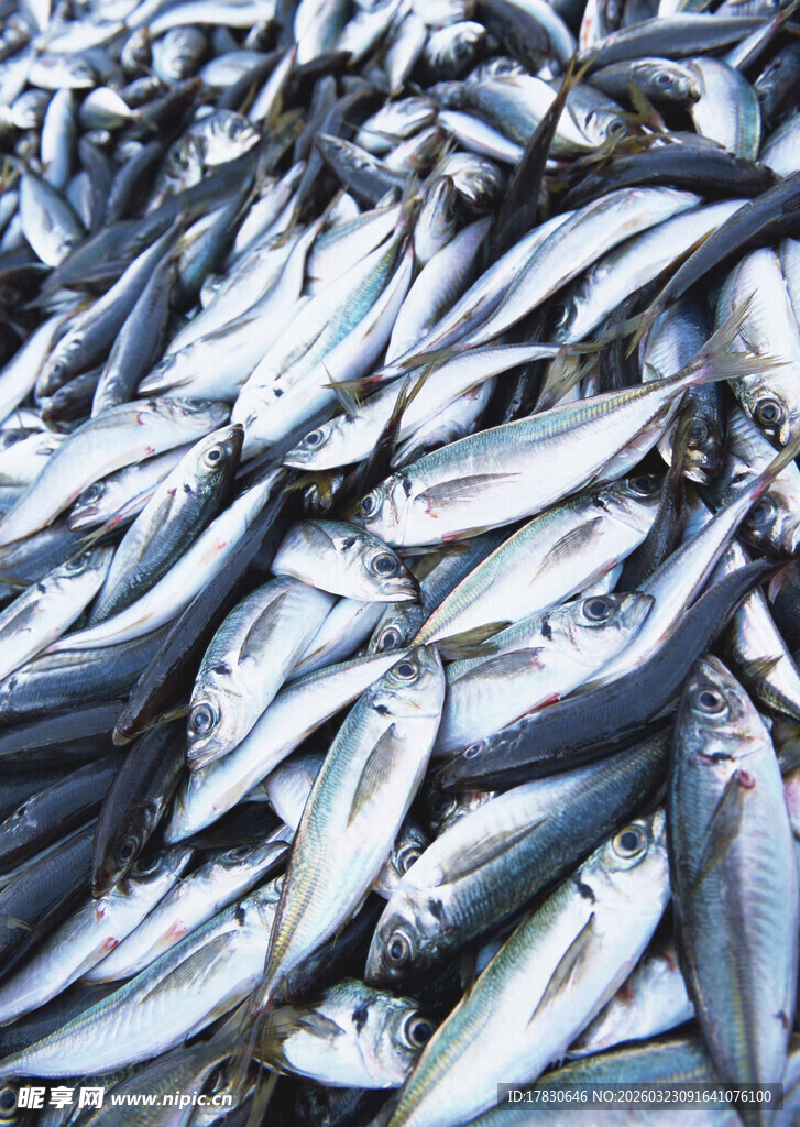 大量鲜鱼堆叠场景