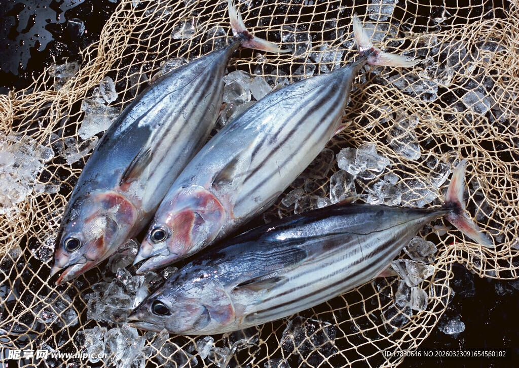 网中鲜鱼冰上静卧