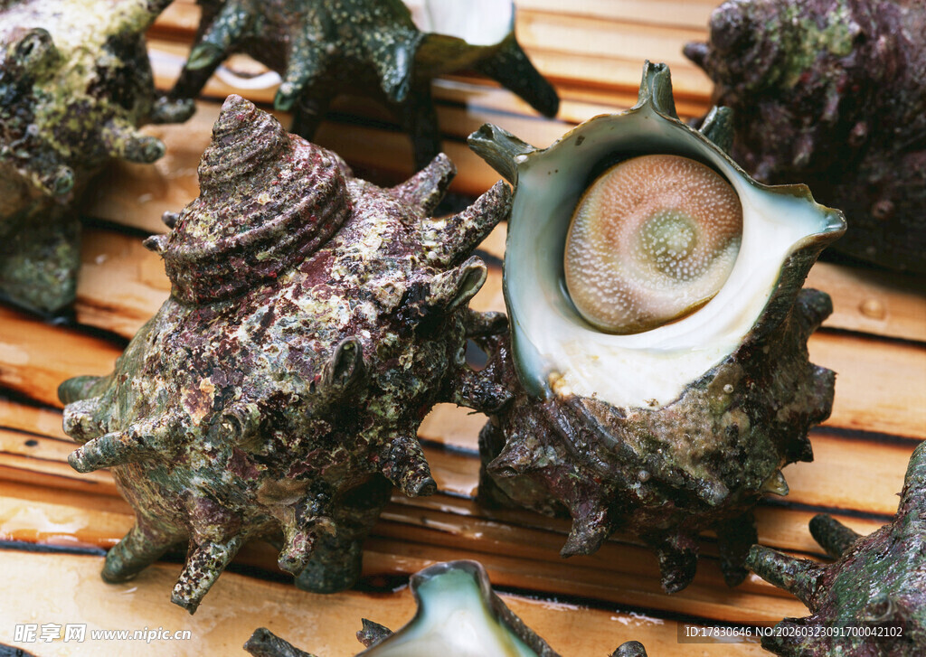 多彩海螺摆放在木质表面