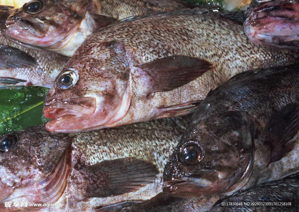 新鲜海鱼堆叠展示