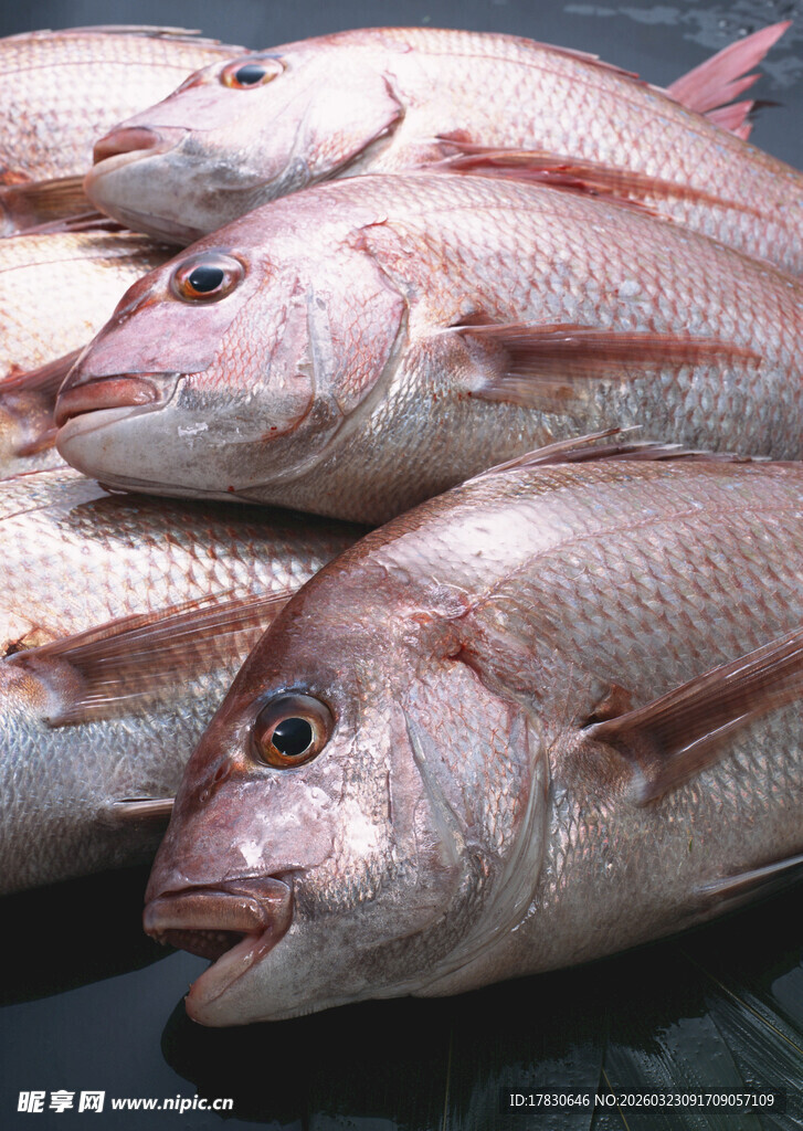 新鲜红鲷鱼堆叠展示