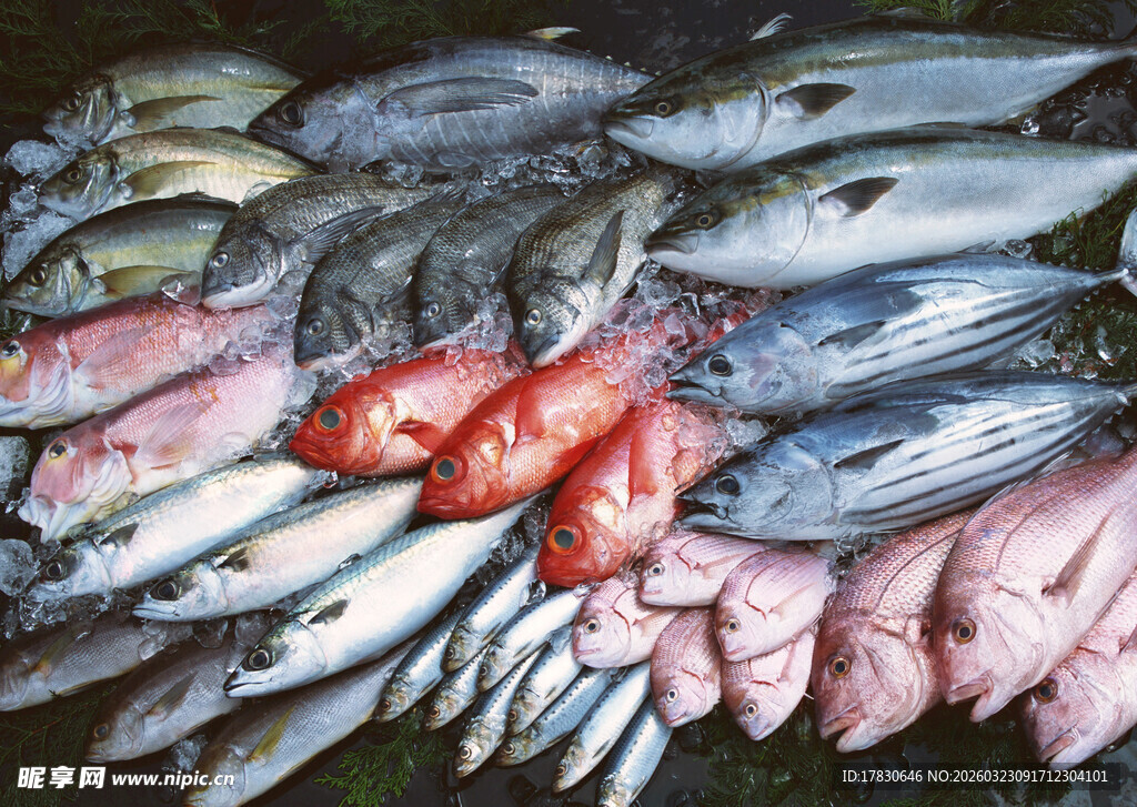 多样鲜鱼陈列展示