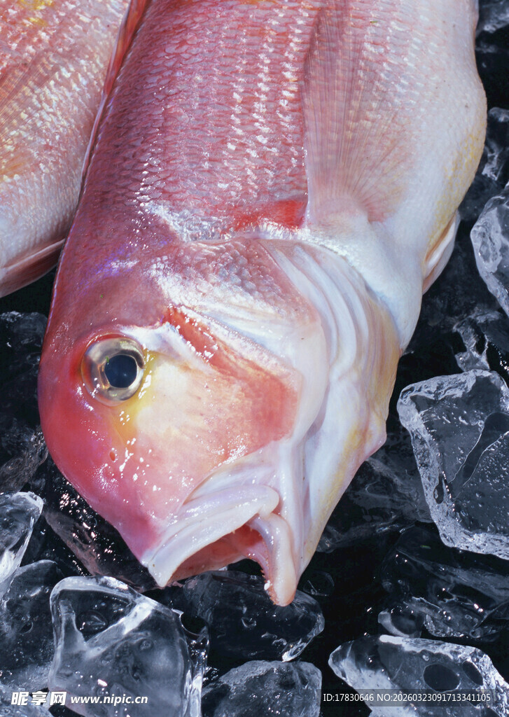 冰鲜红鱼色泽诱人