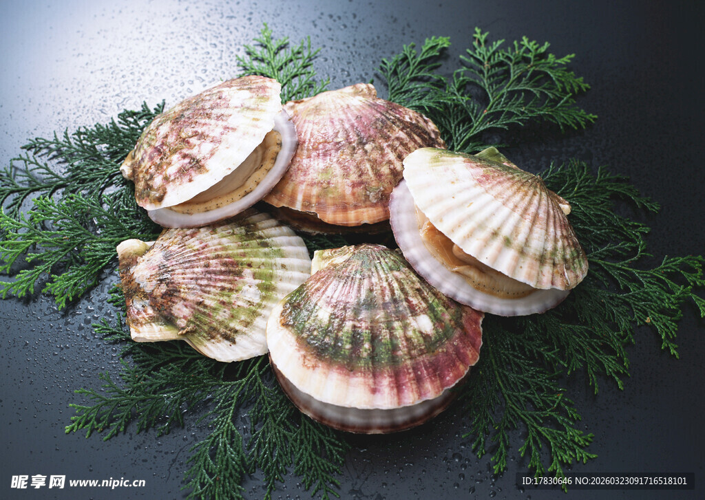 多彩贝壳与翠绿枝叶搭配