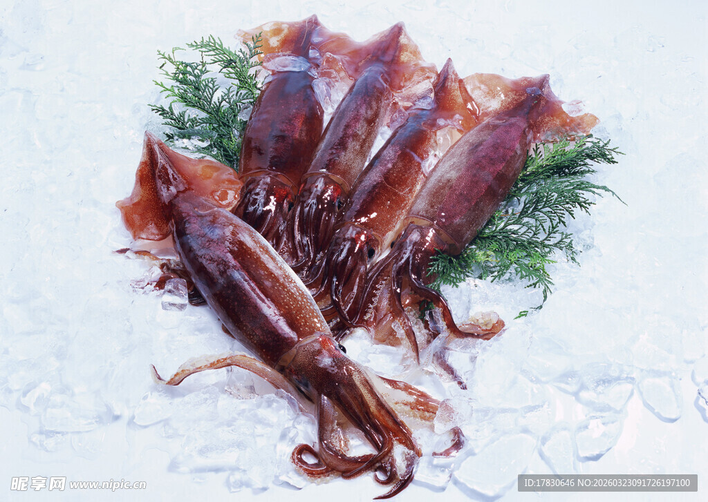 新鲜鱿鱼翠绿香草点缀