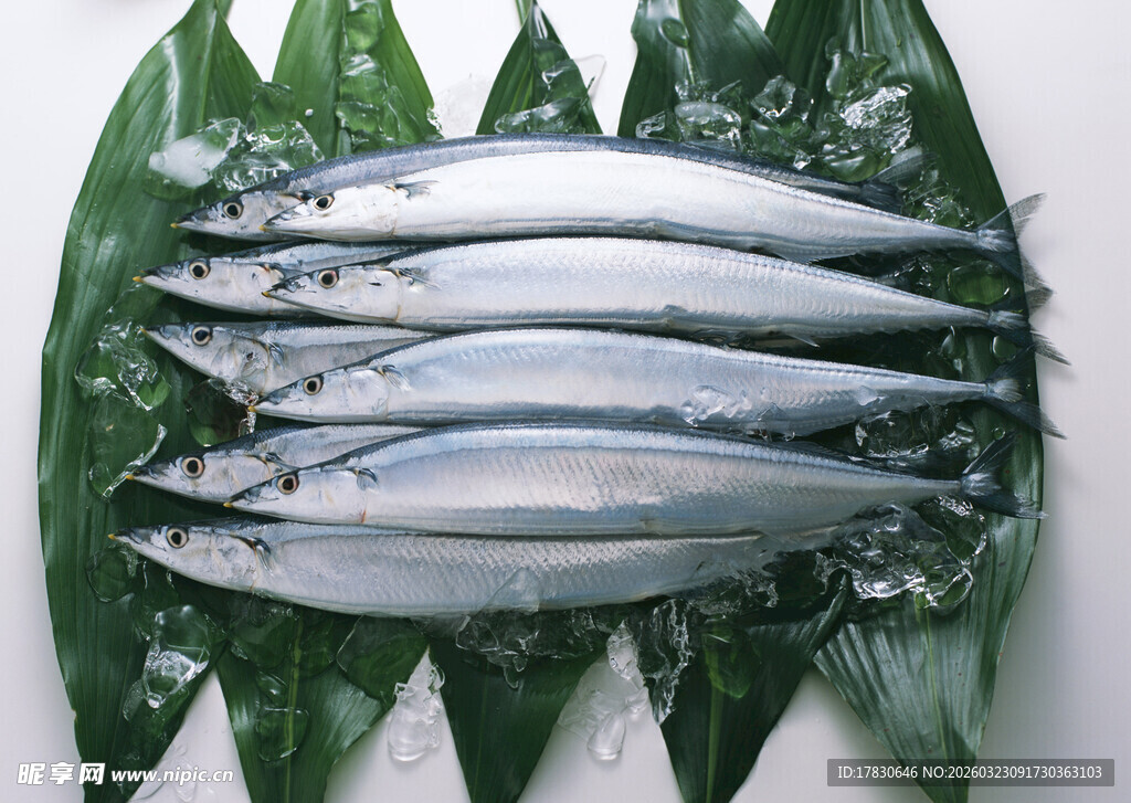 新鲜秋刀鱼摆放在绿叶上