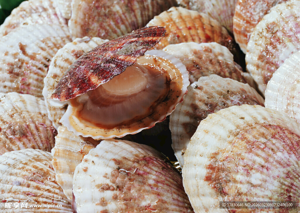 新鲜扇贝堆叠展示