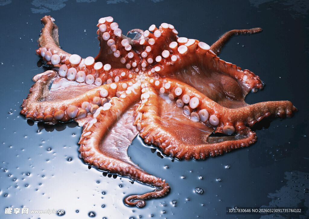 新鲜章鱼纹理清晰色泽诱人