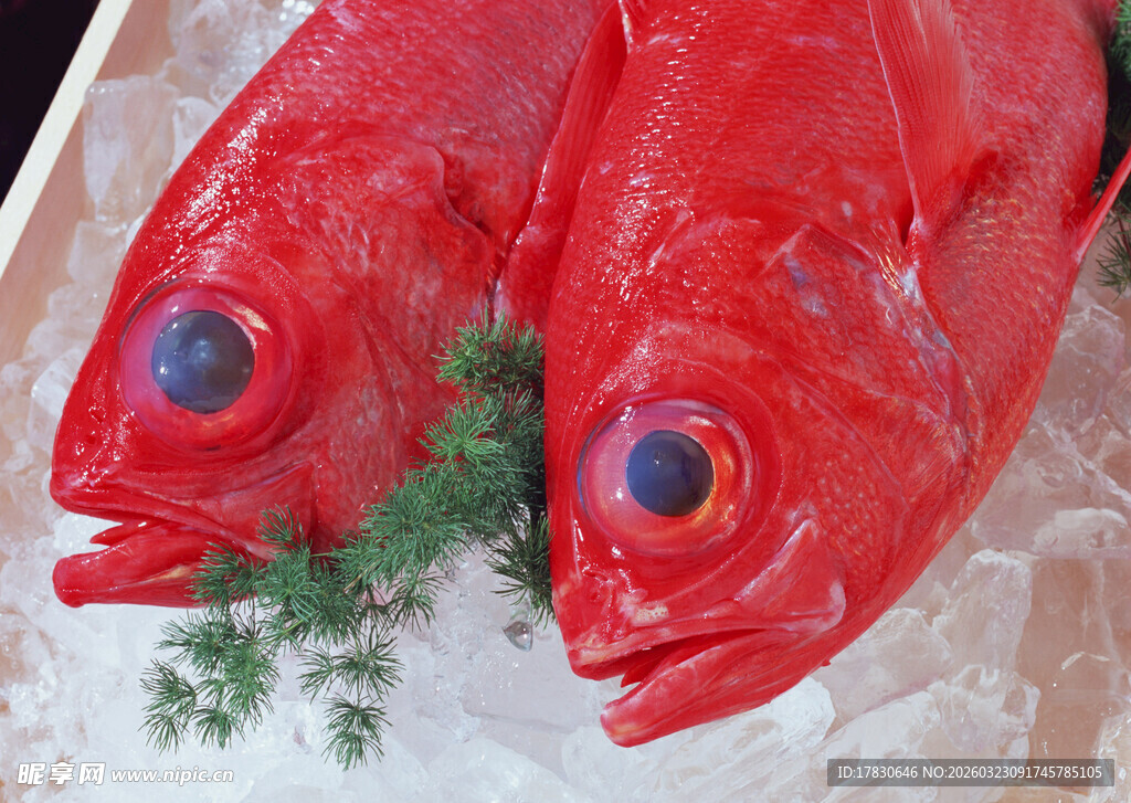 鲜红斑彩深海鱼