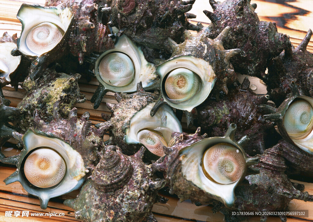 新鲜海螺堆叠展示