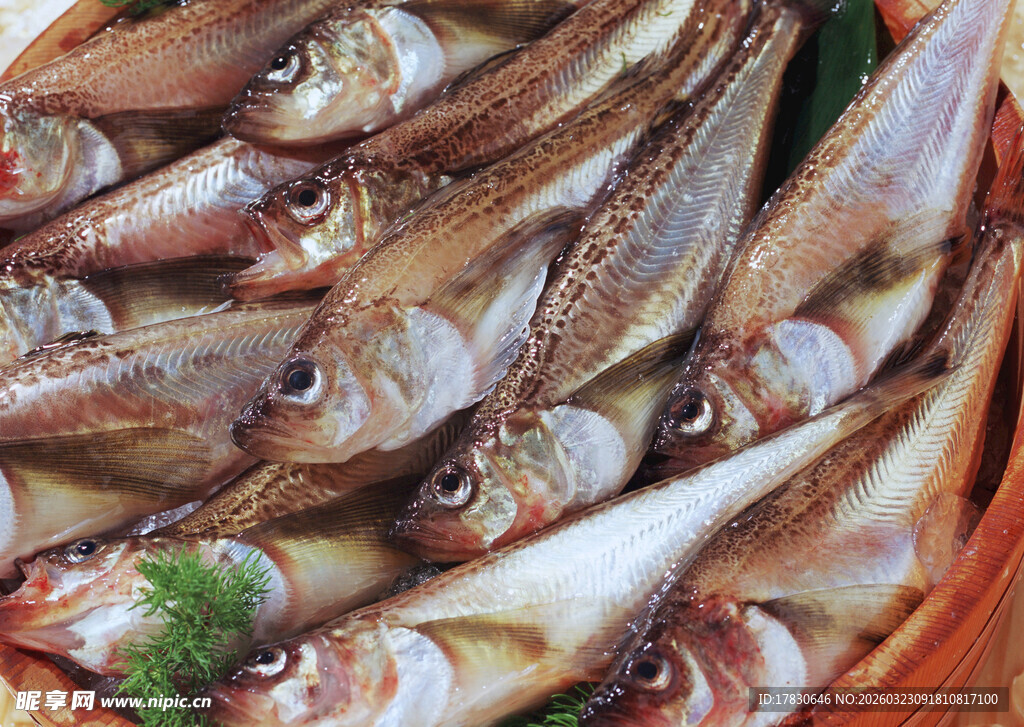 新鲜海鱼堆叠展示