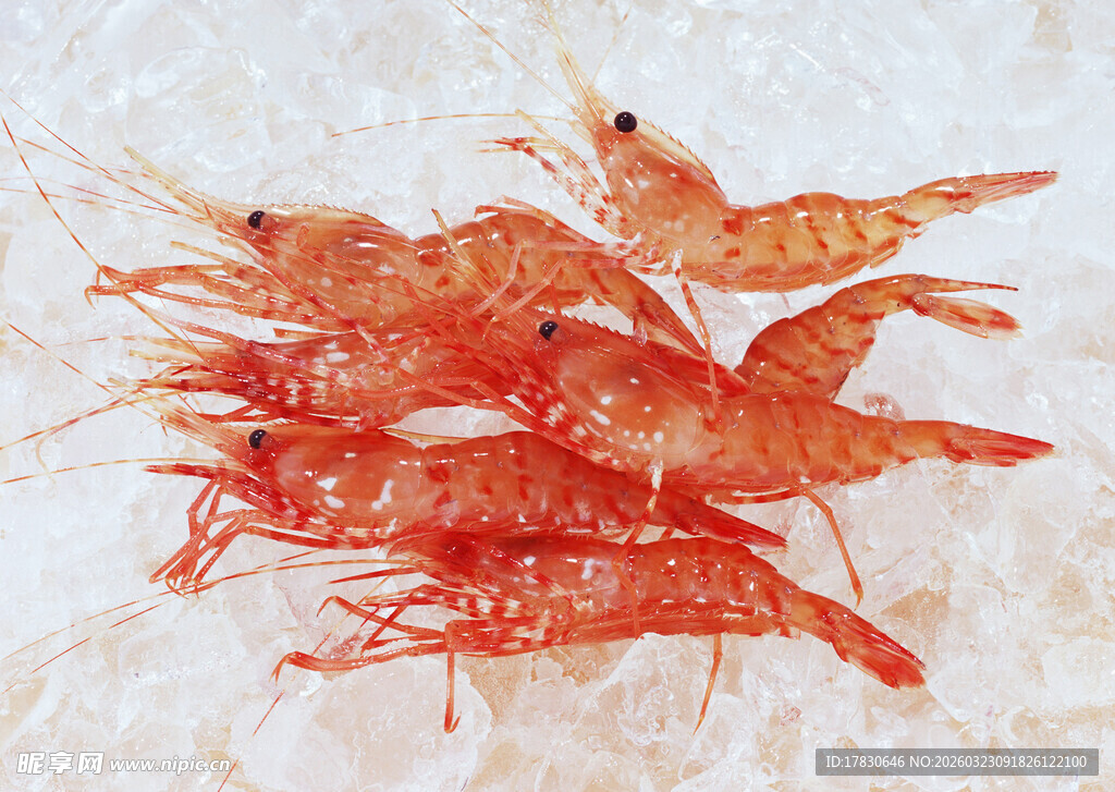 新鲜红虾堆叠