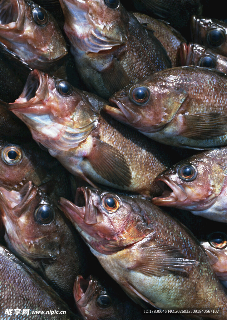 一堆鲜活的鱼