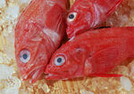 三条鲜红大眼海鱼