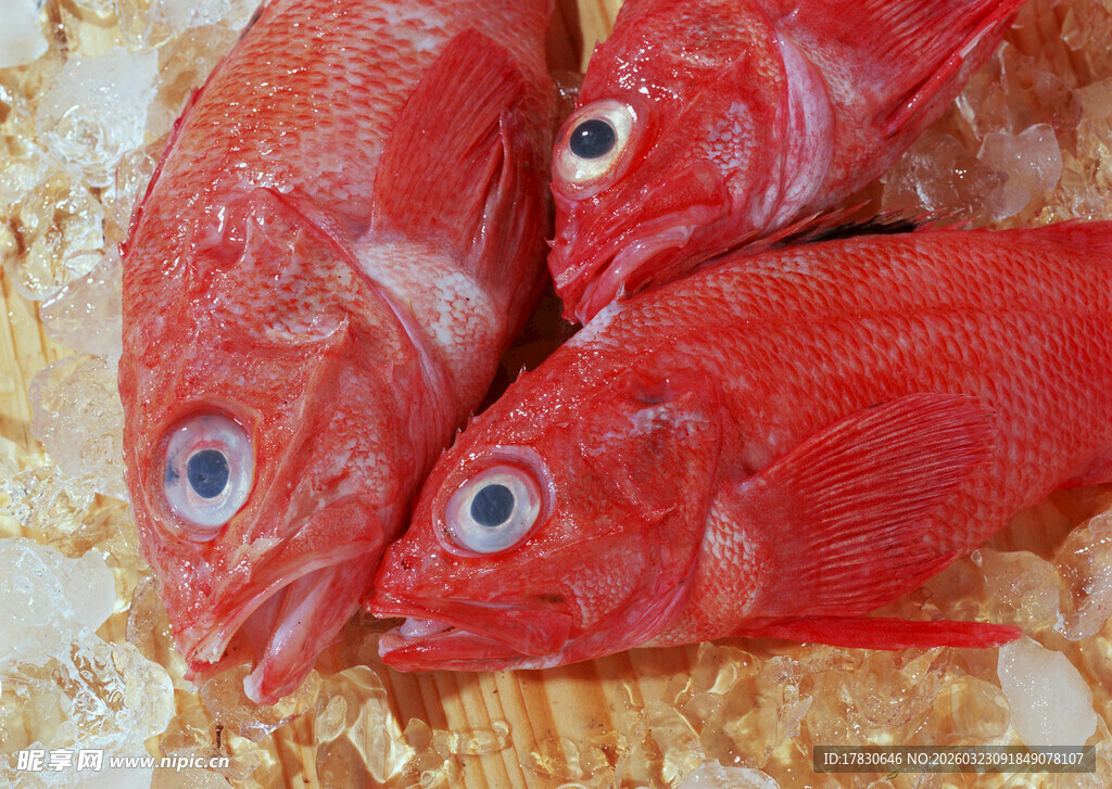 三条鲜红大眼海鱼