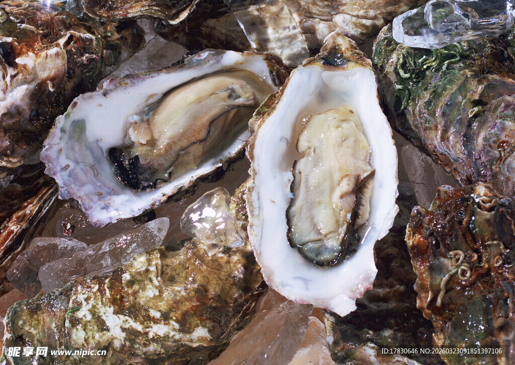 新鲜生蚝展现自然原始风味