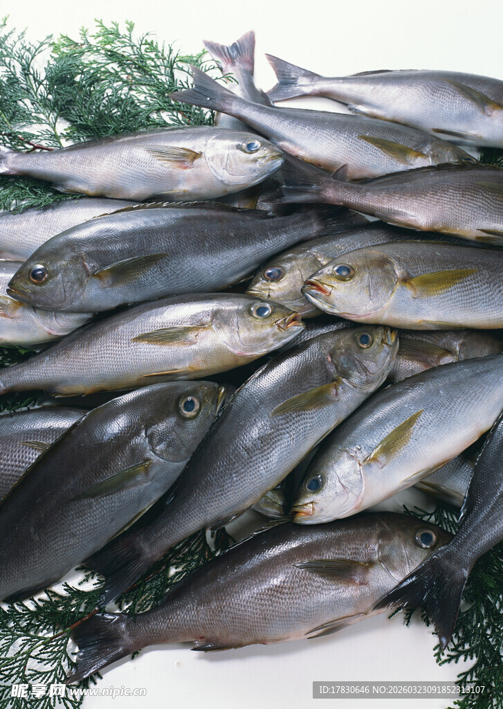 新鲜多样海鱼堆叠展示