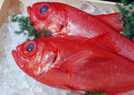 冰鲜大眼红鱼