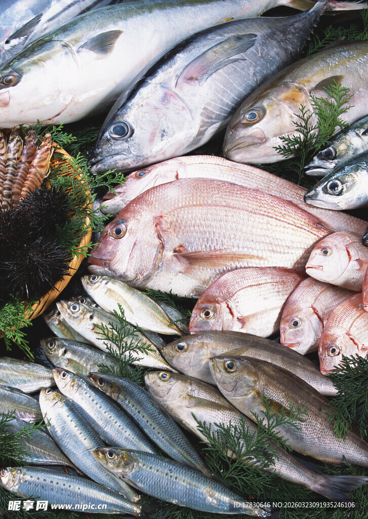 新鲜多样海鱼陈列