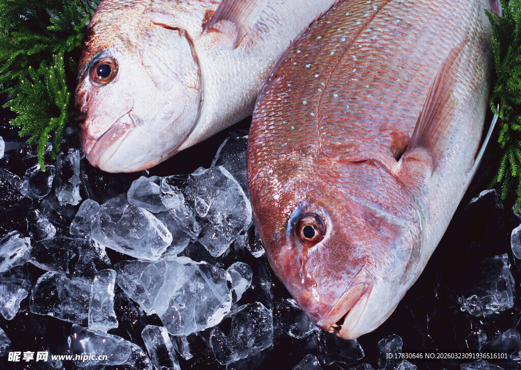 冰鲜海鱼肉质鲜嫩诱人