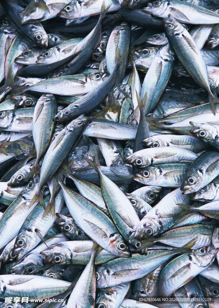 一堆鲜鱼