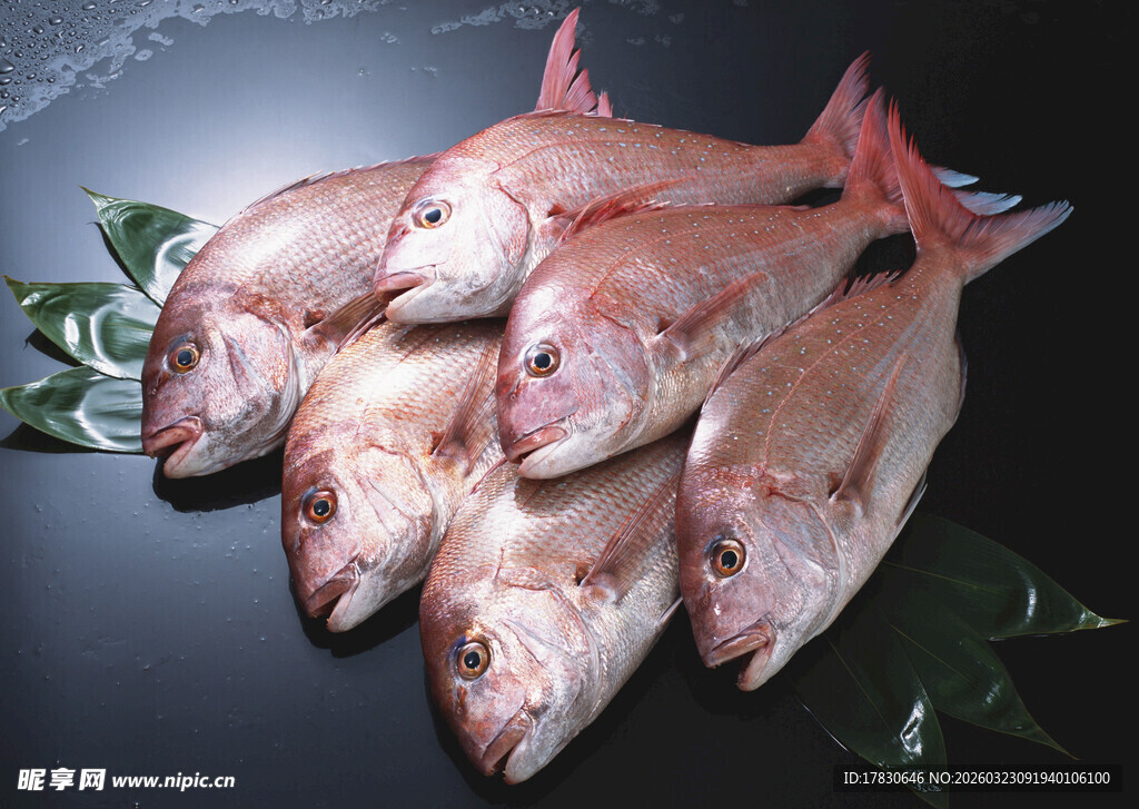 新鲜红鱼摆拍展示