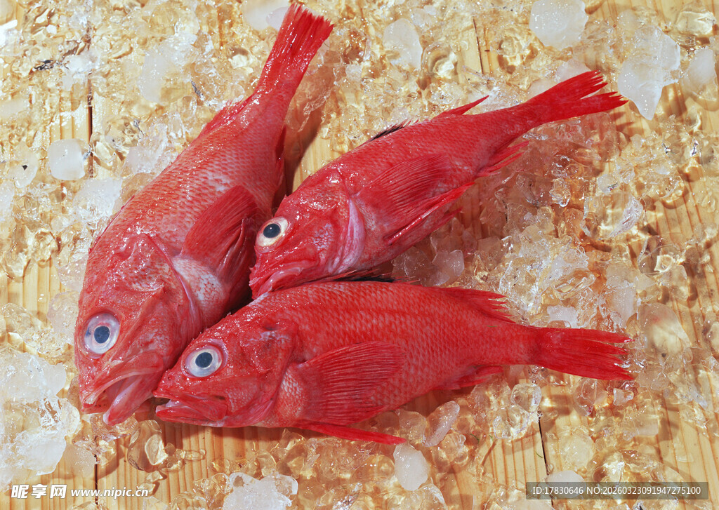 三条鲜红大眼海鱼