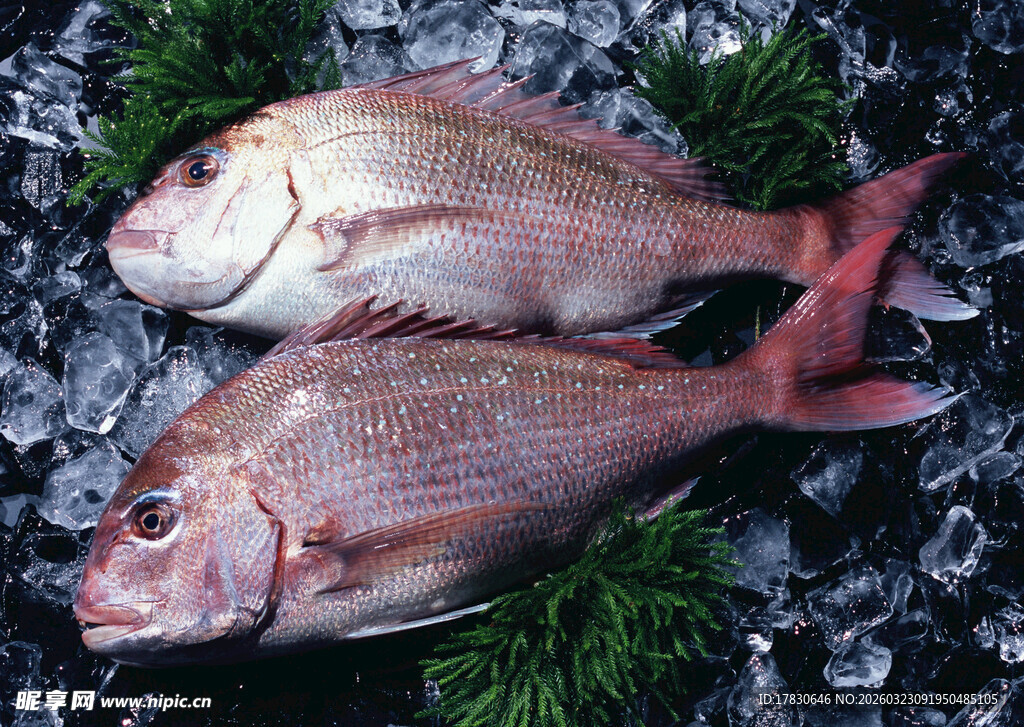冰鲜红鲷鱼色泽诱人