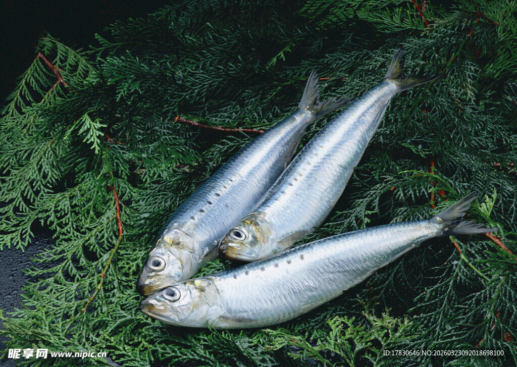 三条鲜鱼置于翠绿蕨类上
