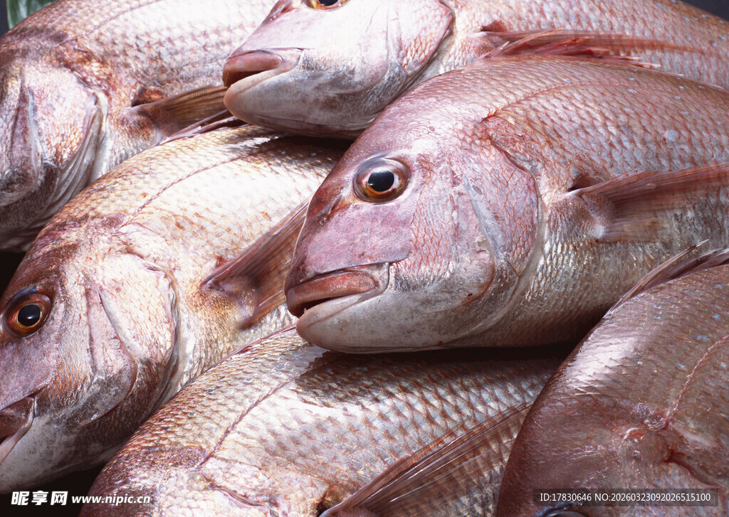 新鲜红鲷鱼堆叠