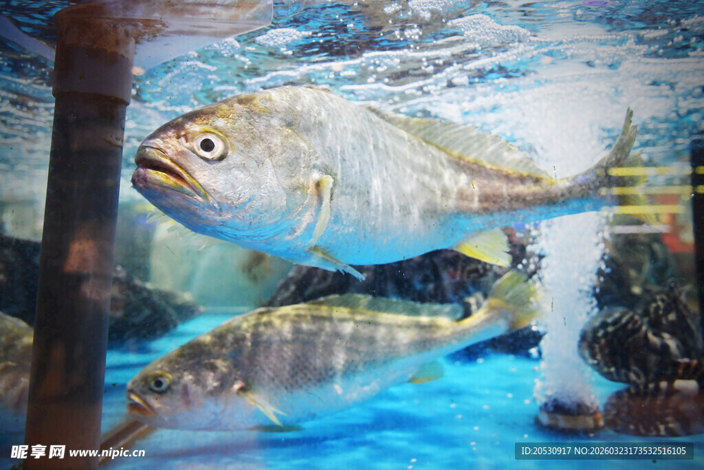 鲜活野生深海黄花鱼