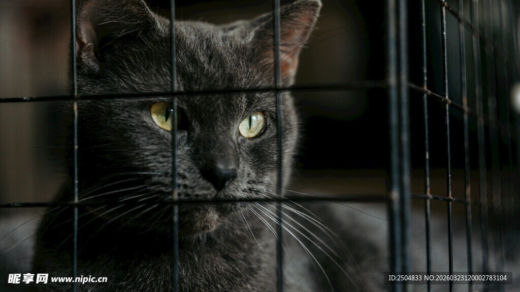 笼中黑猫凝视