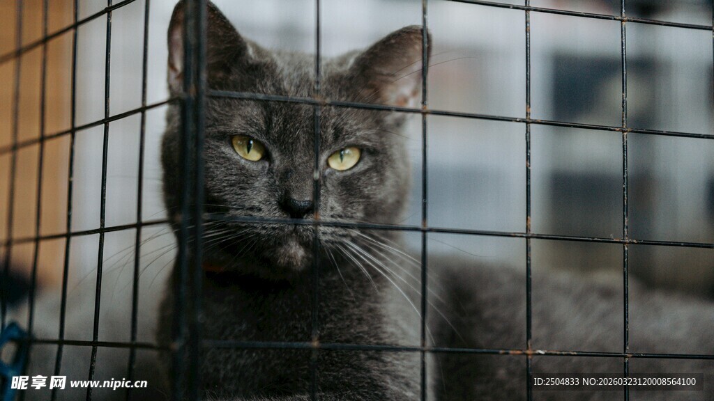 笼中黑猫 眼神透着忧郁