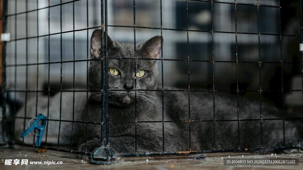 笼中黑猫凝视