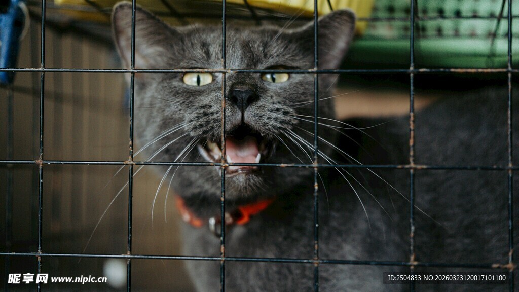 笼中黑猫张嘴似在嘶吼