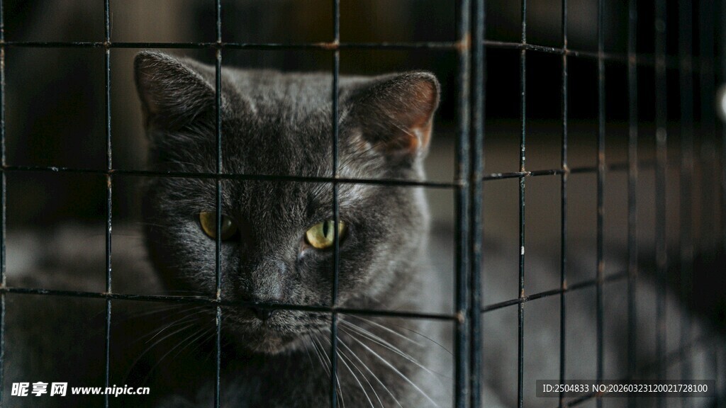 笼中灰猫的忧郁眼神