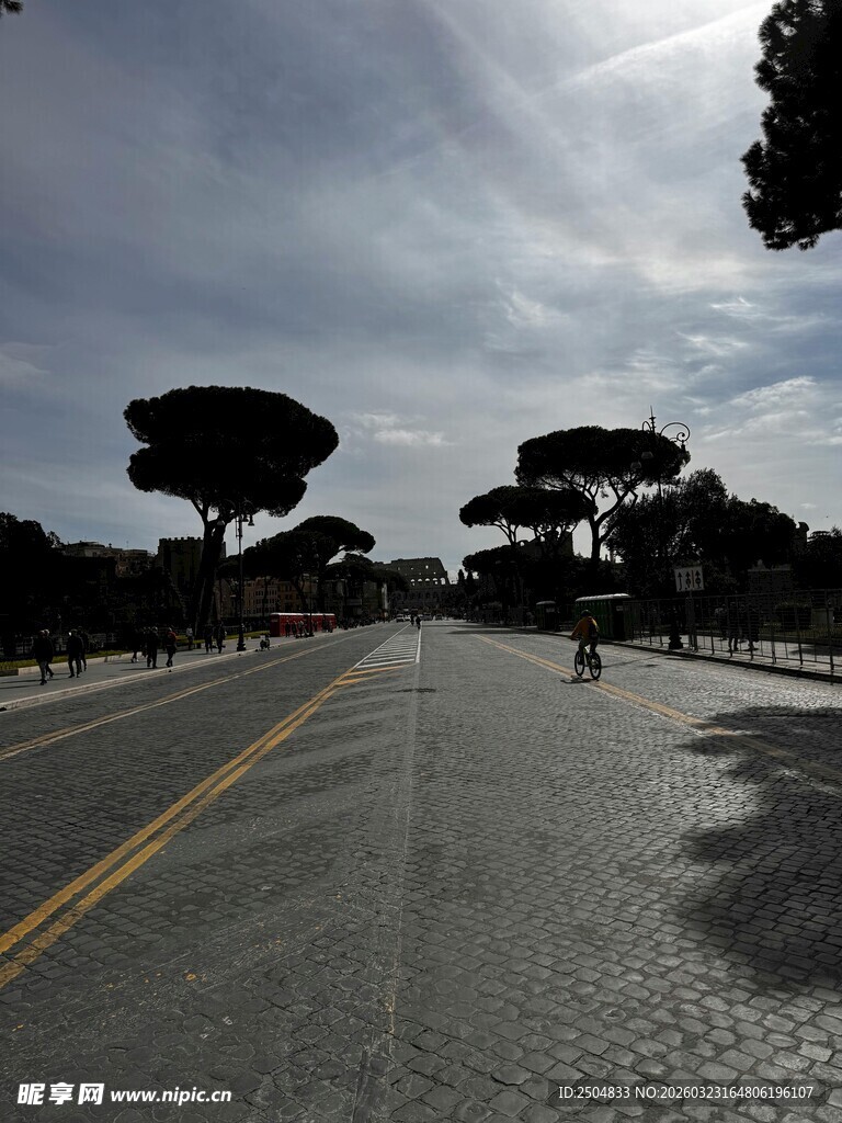 空旷道路旁造型独特树木