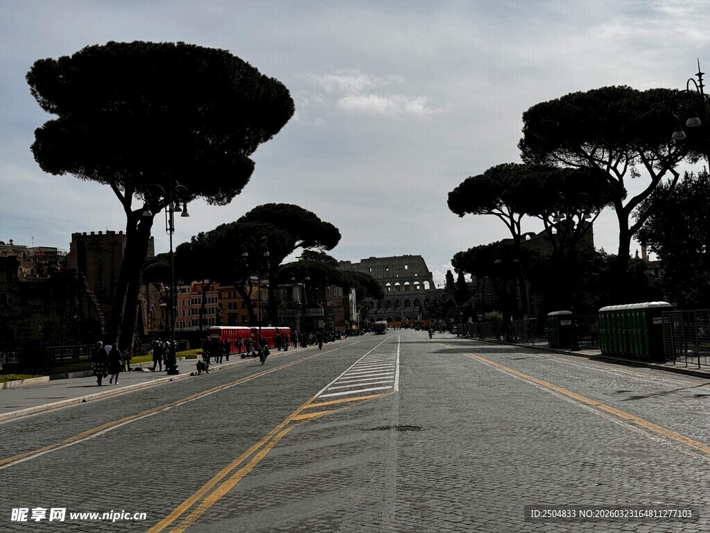 空旷道路旁的独特树木景观