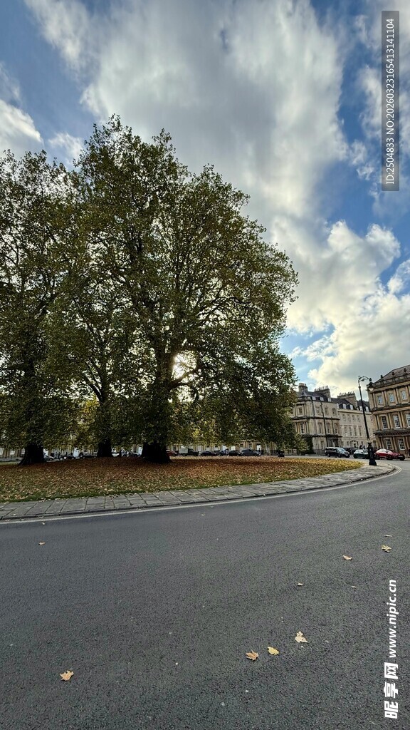 城市道路旁的繁茂绿树