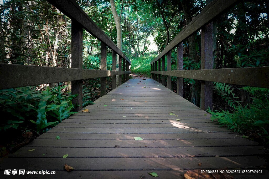 森林中的木质栈道