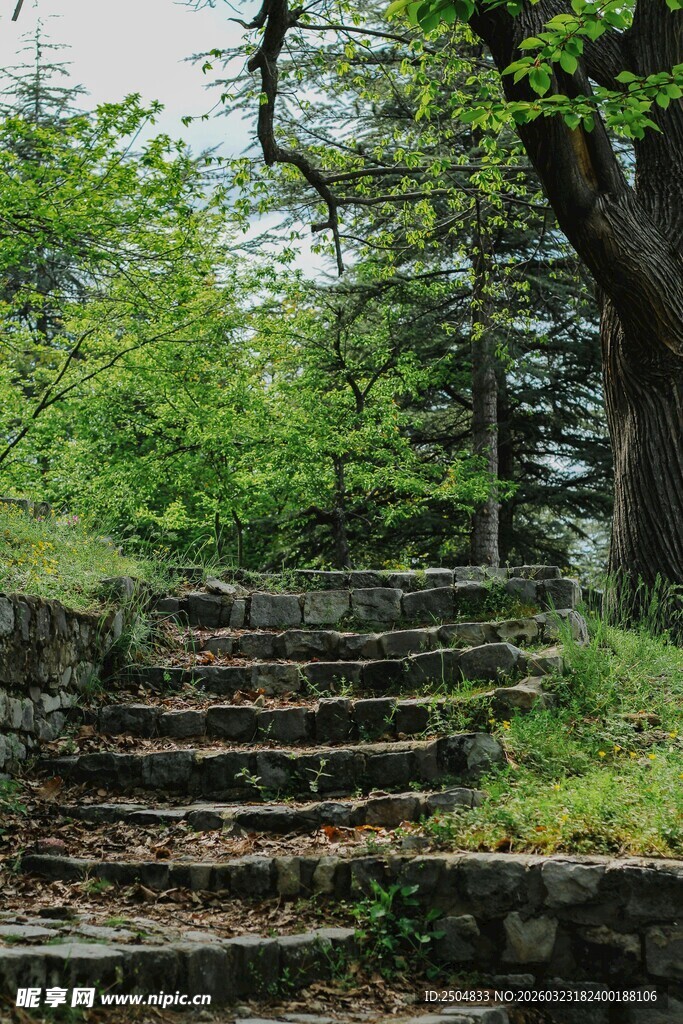 山林中的古朴石阶小径