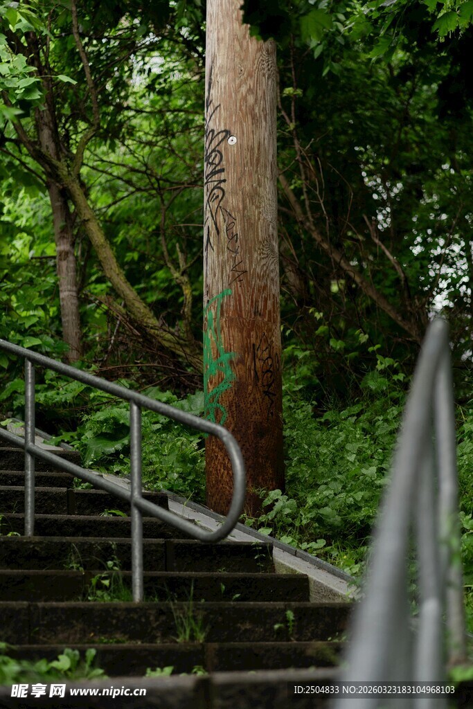 林间石阶 自然静谧之景