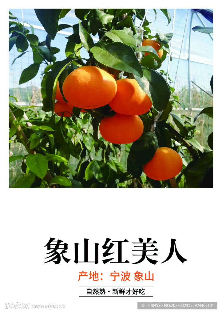 枝头红美人柑橘果实饱满