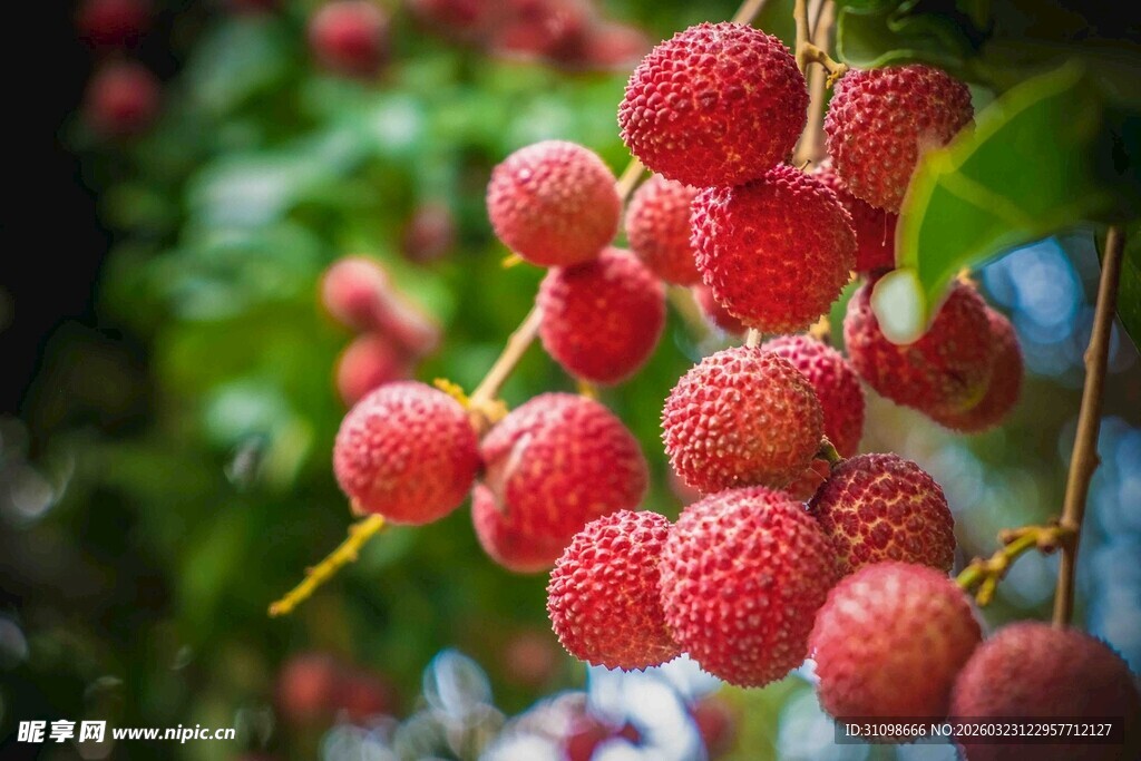枝头饱满的鲜荔枝